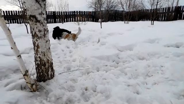 позитивный сабакин смотреть онлайн