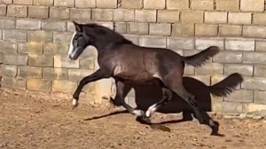 TESORO (СОКРОВИЩЕ)