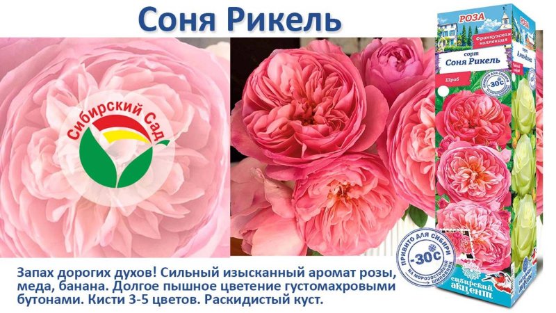 Роза Соня Рикель (Шраб) от Агрофирмы "Сибирский сад"