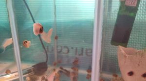 Аквариумные лайфхаки. Трехсекционный аквариум.