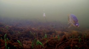 [underwater filming on Lake Lyukhovo (Belarus)/подводные съёмки на озере Люхово (Беларусь)]