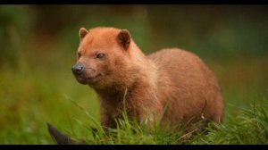 Звук кустарниковой собаки.The sound of a bush dog.