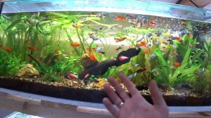 С разводни живородок о разном