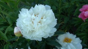 Пион Кристал Давн (Crystal Dawn) Klehm 2003