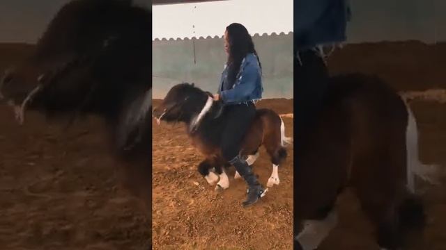 Dancing pony