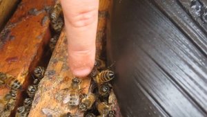 Шестилетняя девочка и дрессированные пчелы. Малышка гладит и кормит  пчел с пальца.