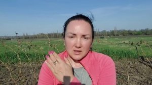Зачем нужно удалять крапивку малины весной на летних и ремонтантных сортах