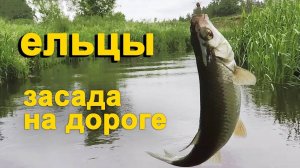 Ельцы. Поиск новых рыболовных мест. Засада на дороге.