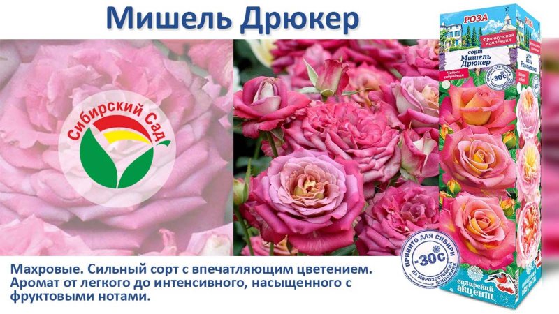 Роза Мишель Дрюкер (Чайно-гибридная) от Агрофирмы "Сибирский сад"