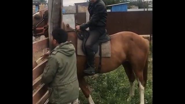 Смелый джигит обучил пятилетнего жеребца смотреть онлайн