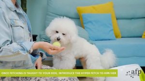 Автоматическая интерактивная игрушка метатель мячей для больших собак Paws-3195 MAXI дальность 12 м