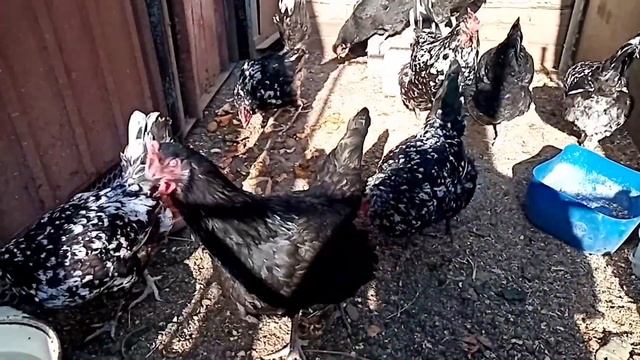 Австралорп черно-пестрый. смотреть онлайн
