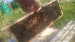 Как легко и быстро расширять вощиной Альпийский улей? Засев матки Карника.