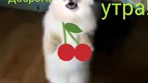 Тратата тратата мы везём с собой кота Чижика собаку Петьку забияку Обезьяну попугая вот компания