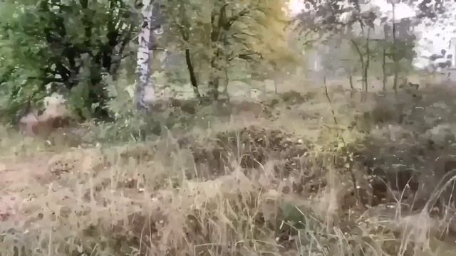 ЗАЧУМАНЕЛИ ОТ ЛАФАКОФ. ОЛЮНЯ И КОТЮНЯ.