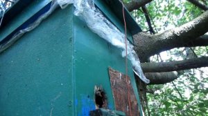 Пчеловодство. Роеловство. Подарок судьбы. Рой пчёл ждал меня в ловушке которую я долго не проверял.