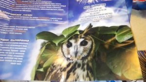 ЯСТРЕБЫ и Ко МАКСИ посылка из деАгостини FALCOS & Co MAXXI