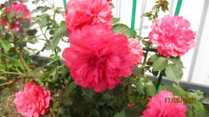 Огород 2024 июнь 3 ч.