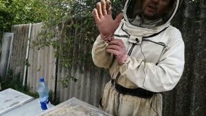 Тихая смена   Вывод маток