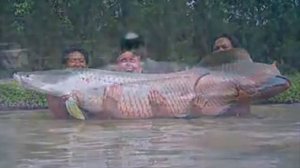 рыбы монстры