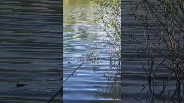 Поклевка на реке :-) смотреть онлайн