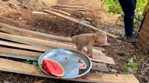 Poor baby monkey sat and watched the girl work the land and grow fruit to eat