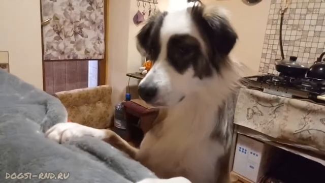 Зайчик. Шпиц Джоли и Ко. смотреть онлайн