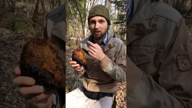 Как употреблять чагу. Можно ли есть сырой? ФитоДар