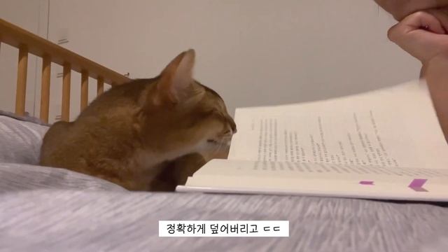 3개국어 룸투어 | 20대 유럽 주재원와이프의 충격적인 외국어실력..🫢 집들이하고 맛도리 먹는 유럽 브이로그