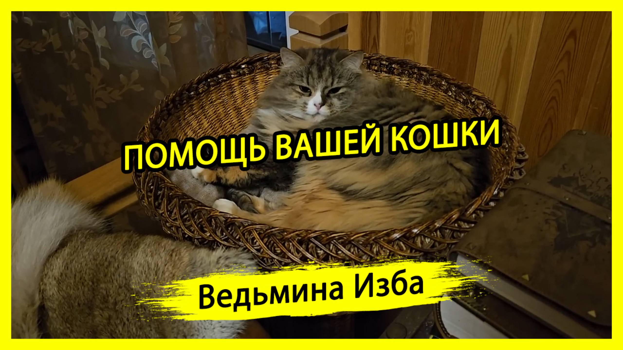 ПОМОЩЬ ВАШЕЙ КОШКИ. ДЛЯ ВСЕХ. #ВЕДЬМИНАИЗБА ▶️ #МАГИЯ