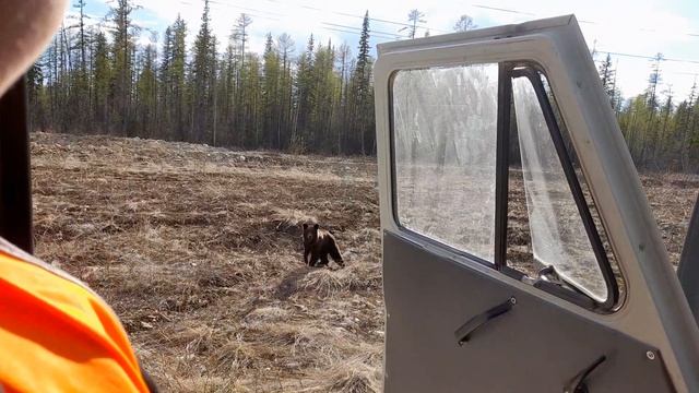 ждёт пожрать.