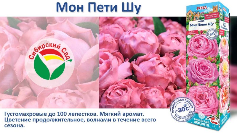 Роза Мон Пети Шу (Чайно-гибридная) от Агрофирмы "Сибирский сад"