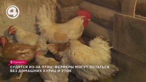 Судятся из-за птиц: фермеры могут остаться без домашних куриц и уток