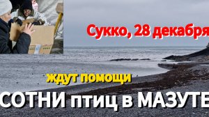 SOS Сотни птиц в мазуте на МОРЕ в СУККО. Везём спасённую птицу на ферму