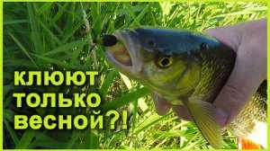 Клюют только весной?! Ловля голавлей нахлыстовой снастью на малой реке. Подбор мушки в течение дня.