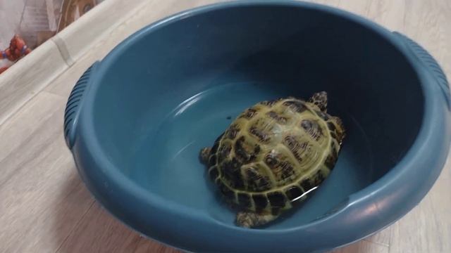 Как правильно мыть черепаху - смотреть видео онлайн от «Тайны дикой ...
