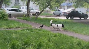 Преследование