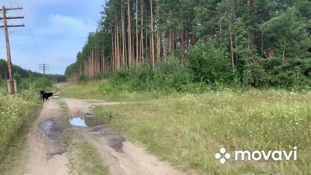 Наши Козы//Снова гости//Маринованные кабачки// смотреть онлайн