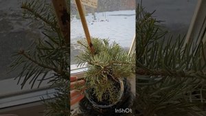 Пихта одноцветная Компакта и ель обыкновенная Петра. Очередные хвойные новинки из WB. 26.12.2024г.