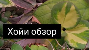 хойи обзор☘️