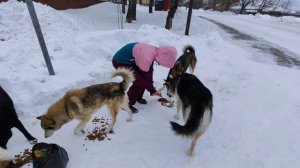 Я ПОКОРМИЛ ВСЕХ СОБАК В СЕЛЕ  И РАЗДАЛ КОРМ ЛЮДЯМ