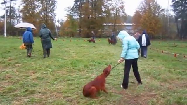 Пушкинская выставка охотничьих собак 2013. Ирландские сеттеры1