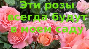 Розы. Эти всегда будут со мной