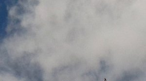 15.04.18. Продолжение утренниго гона.