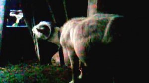 Коза танцует