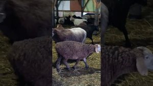 Ярки, переярки овцы