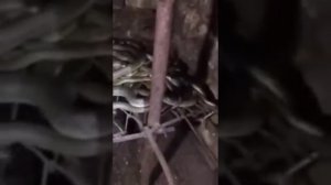 Змеи в подвале!!!