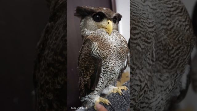 Fluffy Eagle Owl (Tora) フクロウ ワシミミズク сова сыч филин 雕鸮 猫头鹰 올빼미목 Burung Hantu