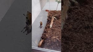 Паук скакунчик охотится