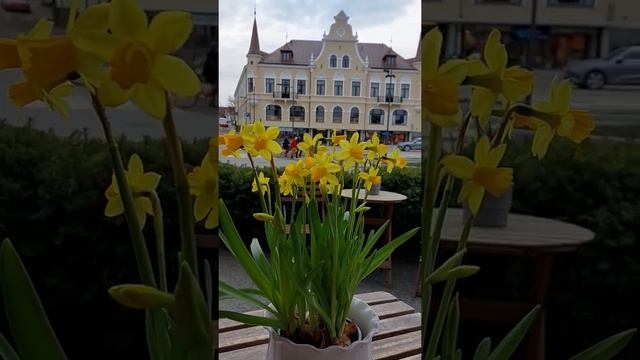 Birds singing, a caffelatte and a marzipan chocolate, small daffodils and a beautiful building